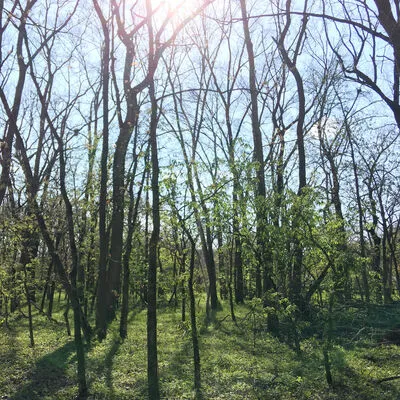 Lamson Woods State Preserve, Fairfield, IA